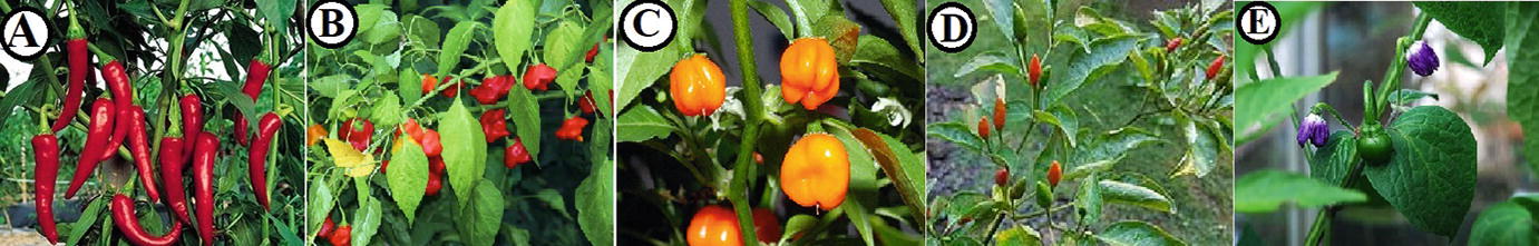 Conventional And Contemporary Approaches To Enhance Efficiency In Breeding Chilli Hot Pepper Springerlink