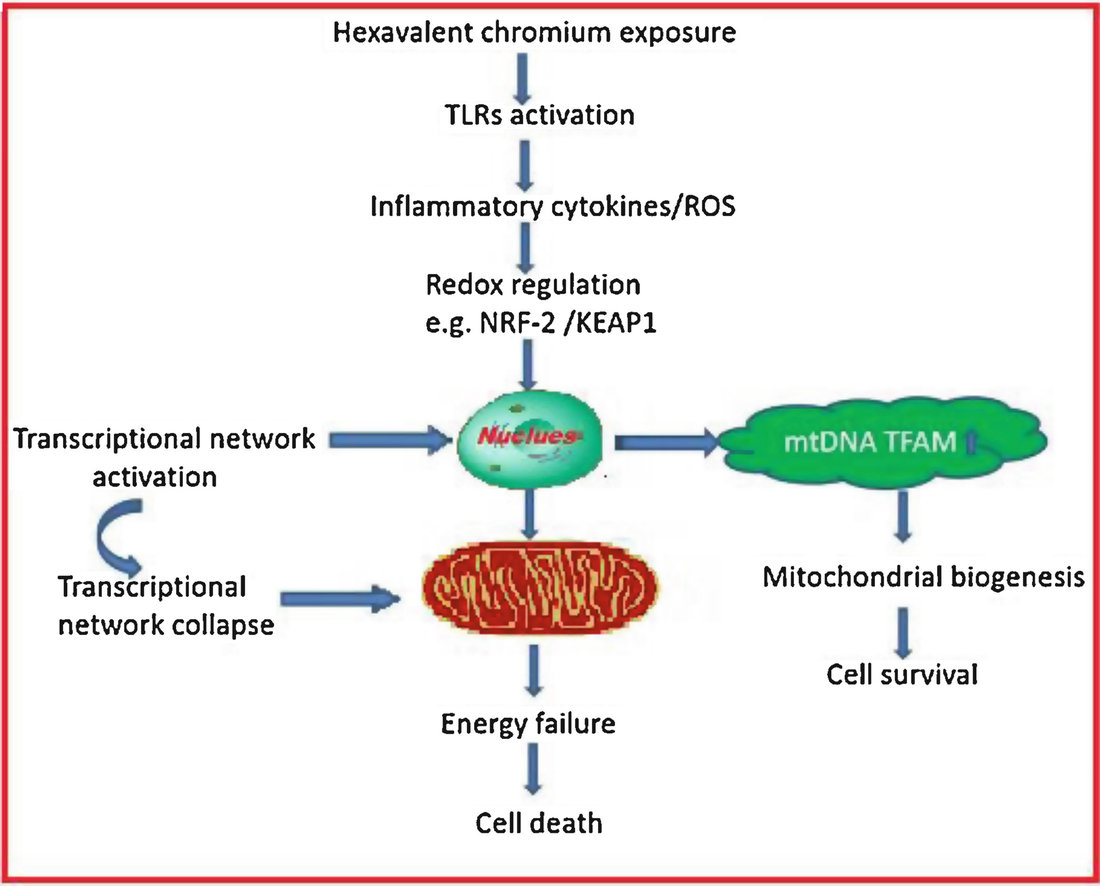 Agricultural Waste Absorbents For Heavy Metal Removal Springerlink