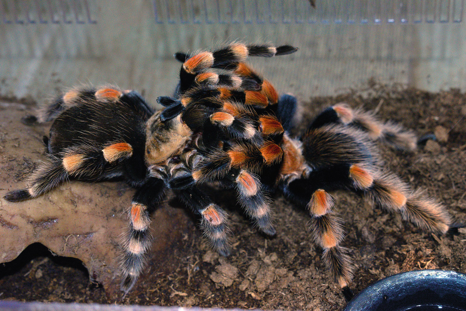 Situation And Conservation Of Tarantulas In The Americas Springerlink