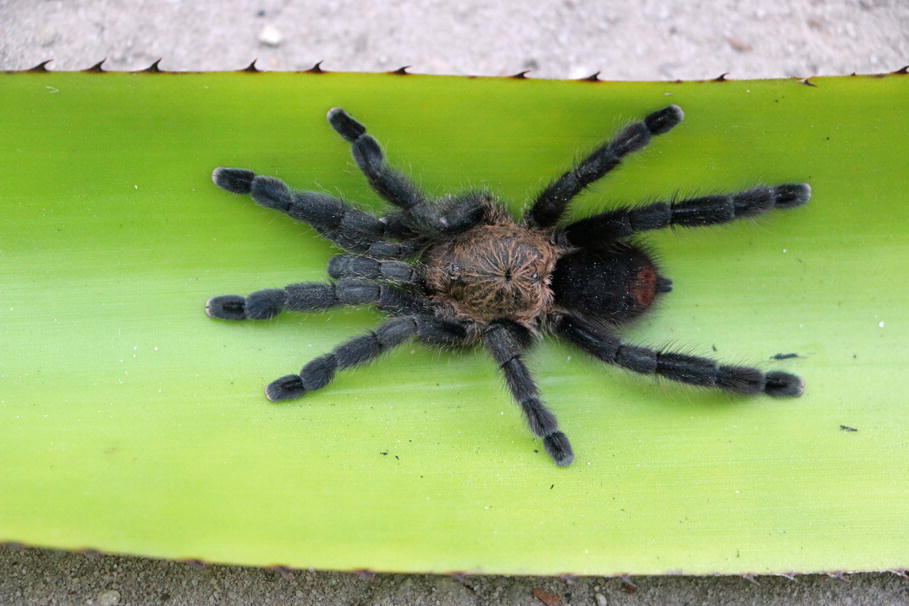 Tarantulas Gods And Arachnologists An Outline Of The History Of The Study Of New World Theraphosid Spiders Springerlink