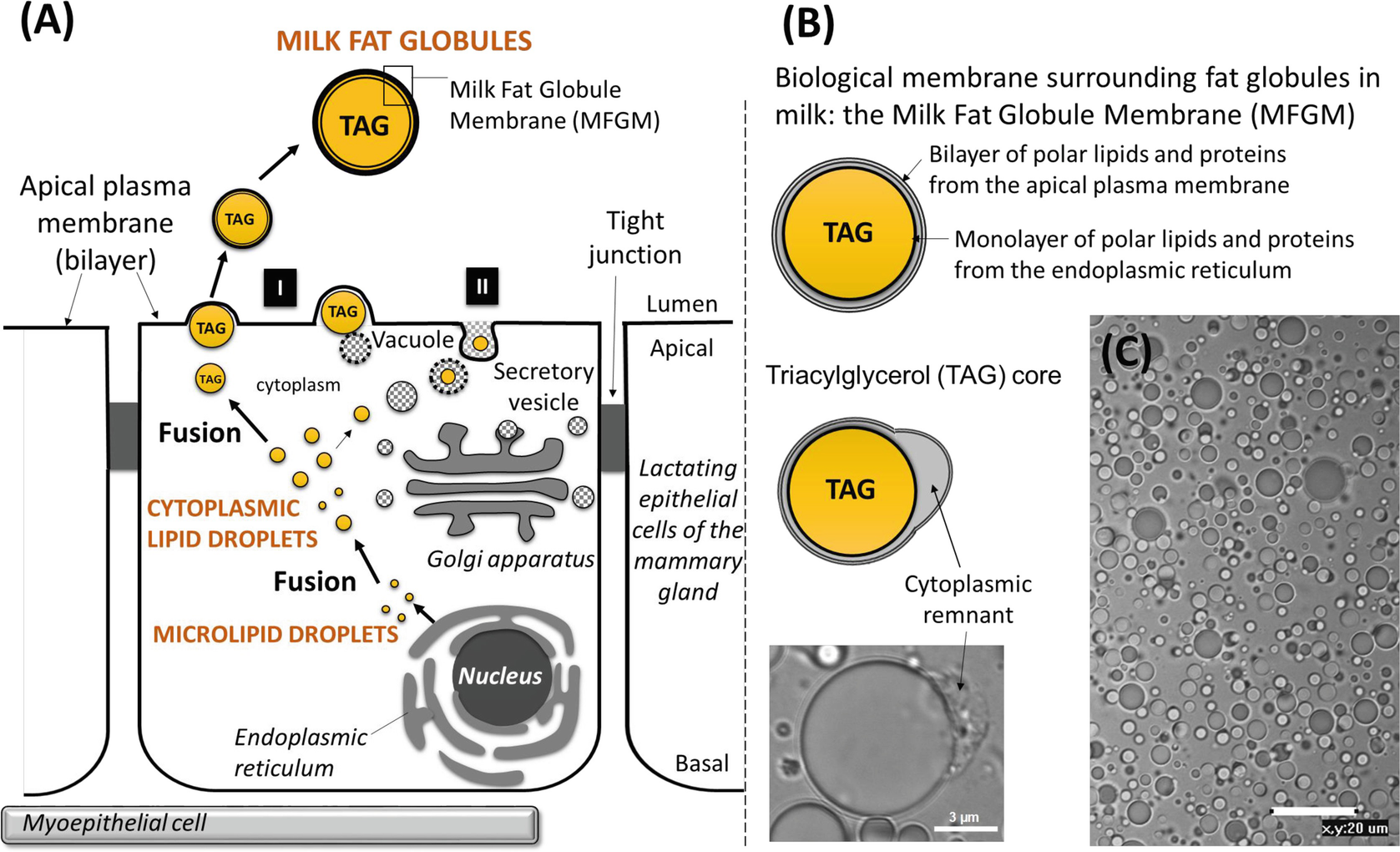 Intracellular Origin Of Milk Fat Globules Composition And Structure Of The Milk Fat Globule Membrane Highlighting The Specific Role Of Sphingomyelin Springerlink