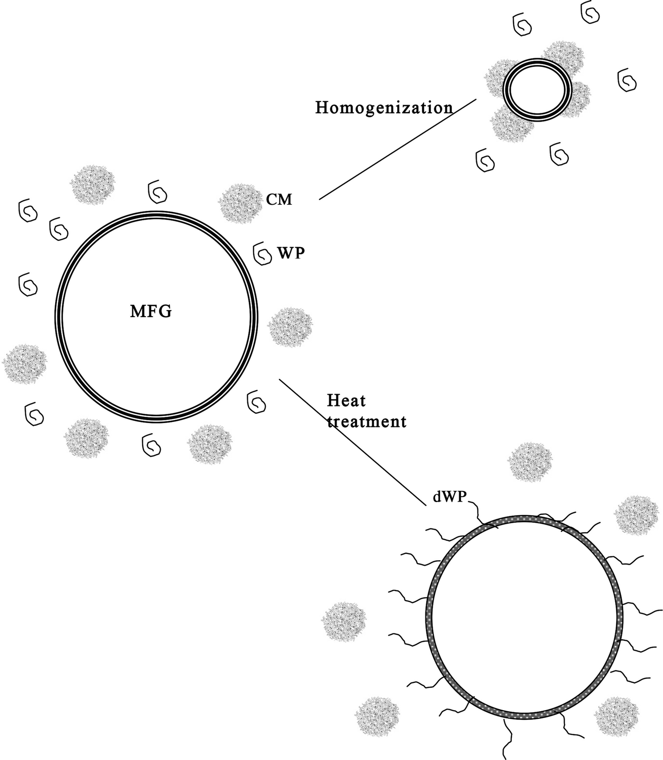 Physical Chemistry Of Milk Fat Globules Springerlink