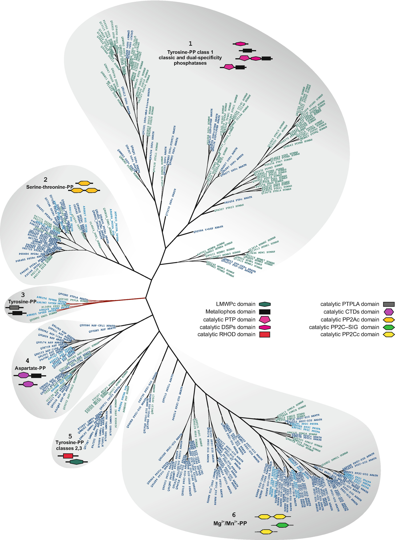 Interplay Of Protein Phosphatases With Cytoskeleton Signaling In Response To Stress Factors In Plants Springerlink Interplay Of Protein Phosphatases With Cytoskeleton Signaling In Response To Stress Factors In Plants Springerlink