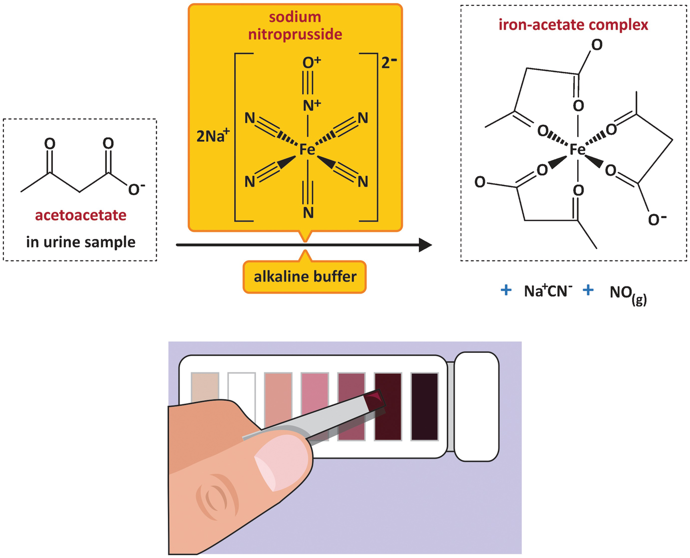 Regulation And Integration Of Metabolism During Hypoglycemia Springerlink