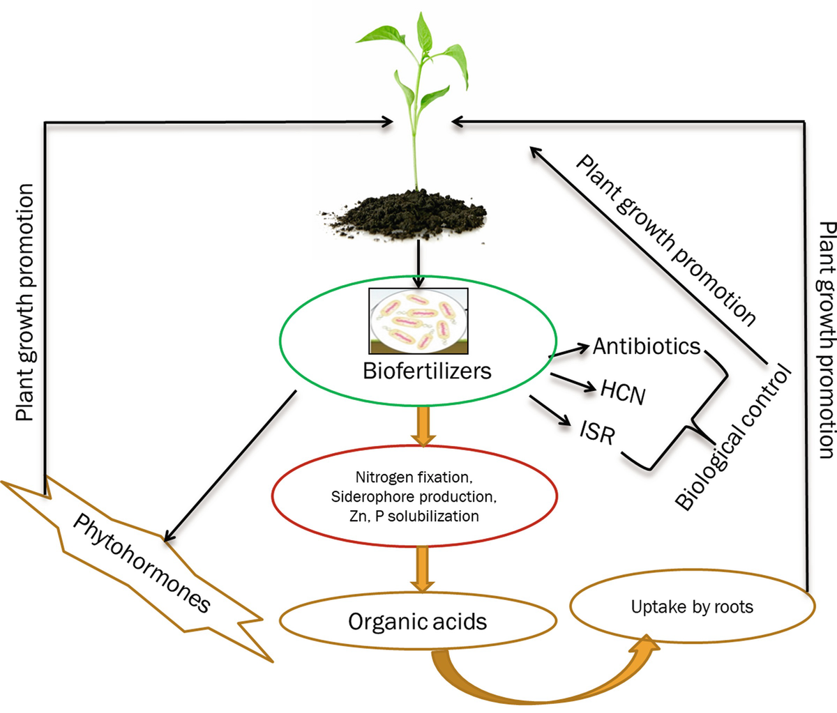 Microbes used as biofertilizer