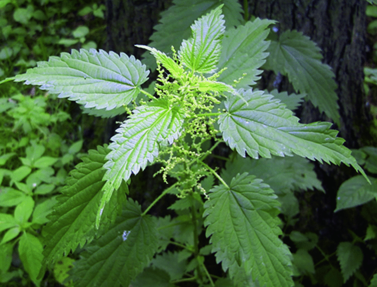 Plant Contact Dermatitis Springerlink