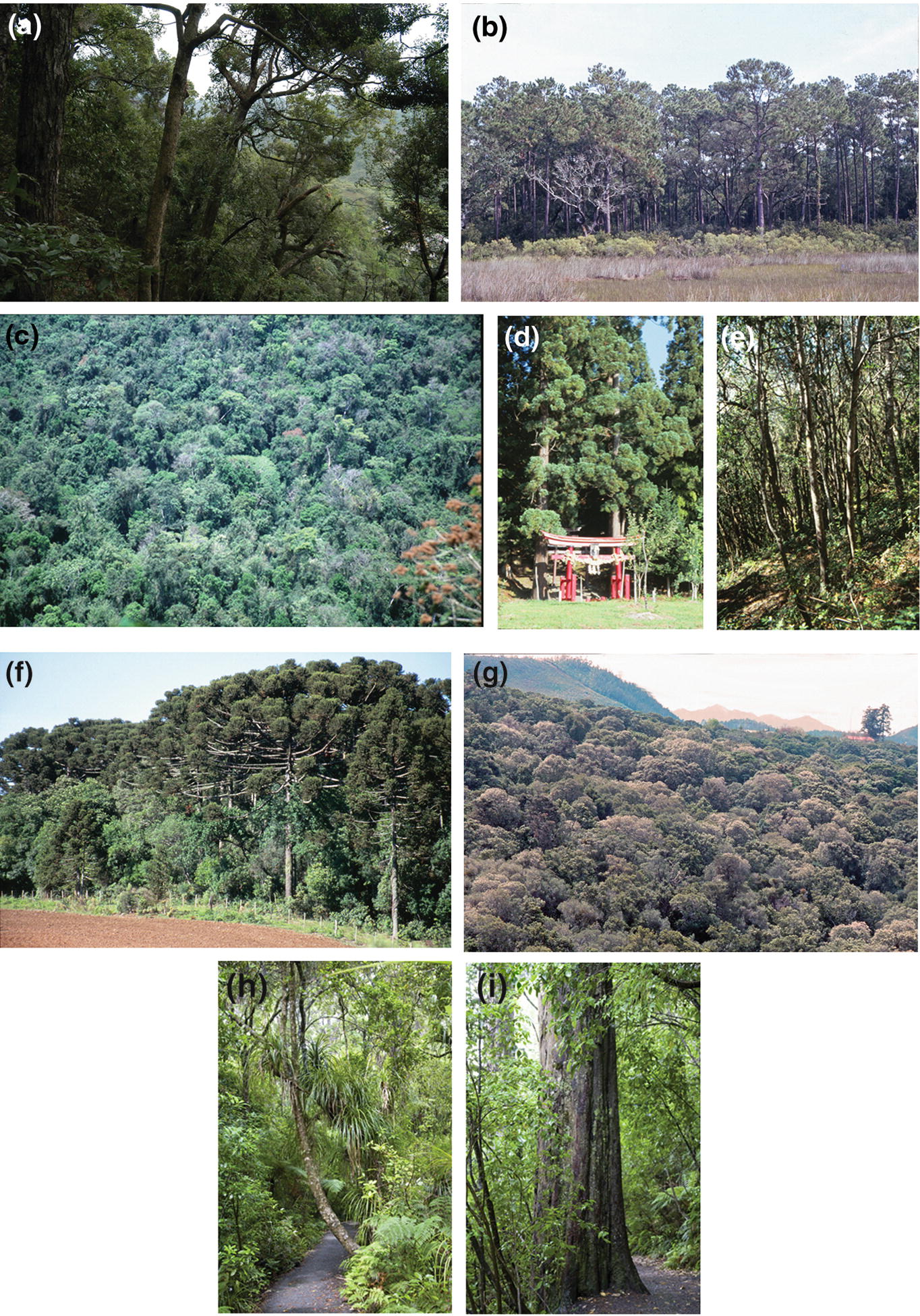 Zonal Vegetation Of The Subtropical Warm Temperate Zone With Year Round Rain Springerlink