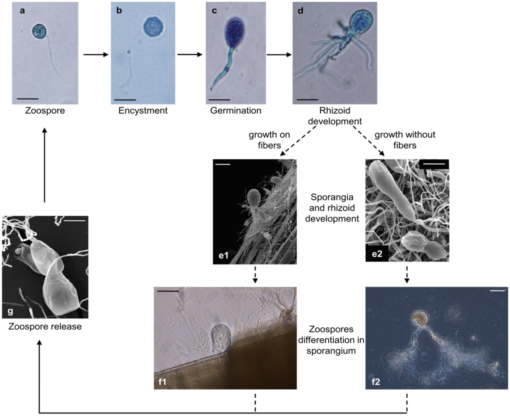 The Biotechnological Potential Of Anaerobic Gut Fungi Springerlink