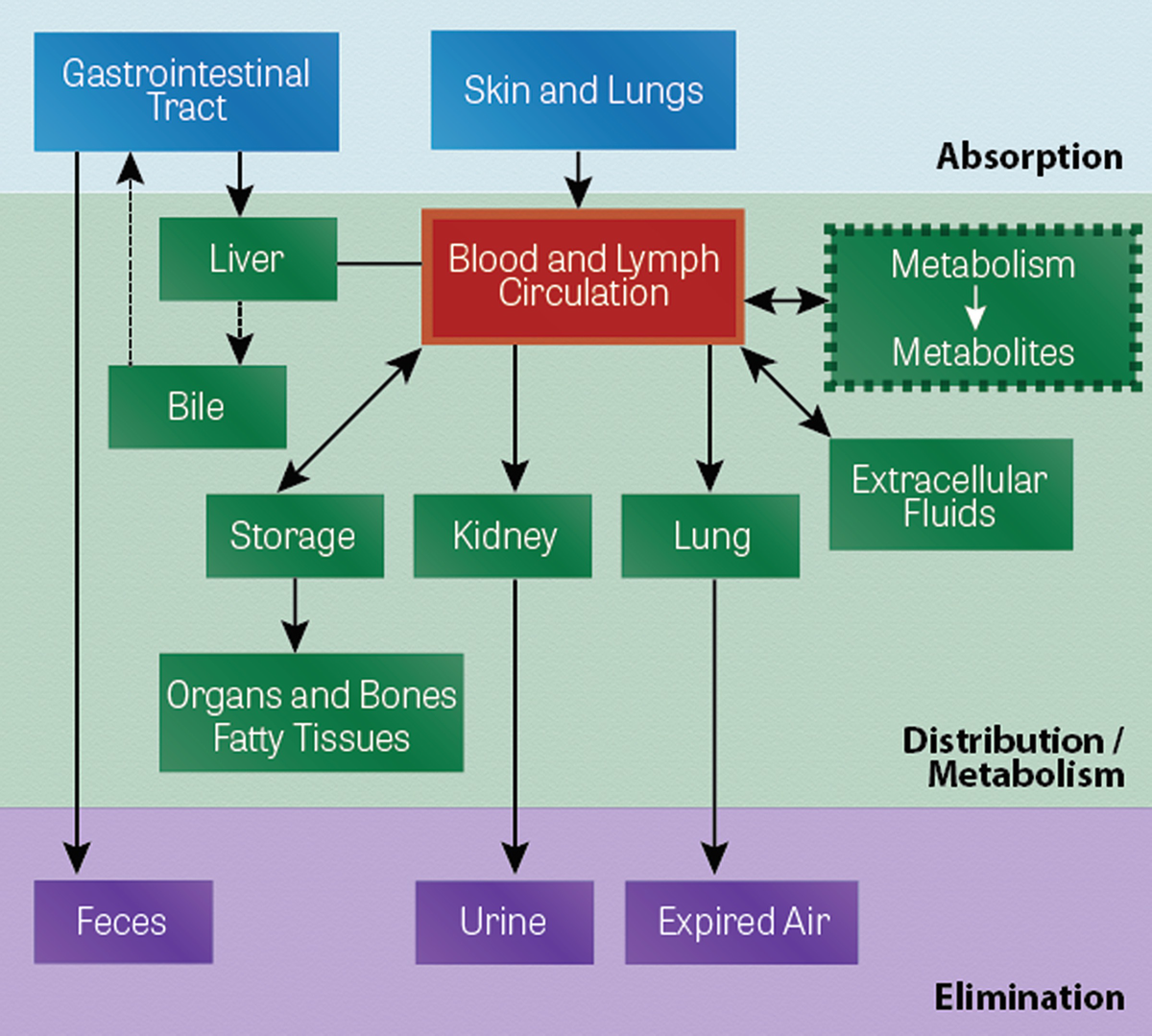 Disposition Of Toxicants Springerlink