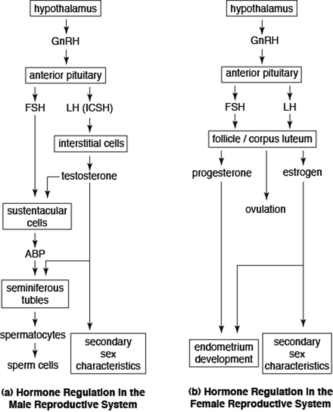 Target Organ Toxicity Springerlink