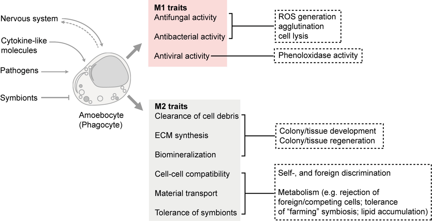 Evolutionary Origin Of M2 Macrophage Activation Invertebrates Springerlink
