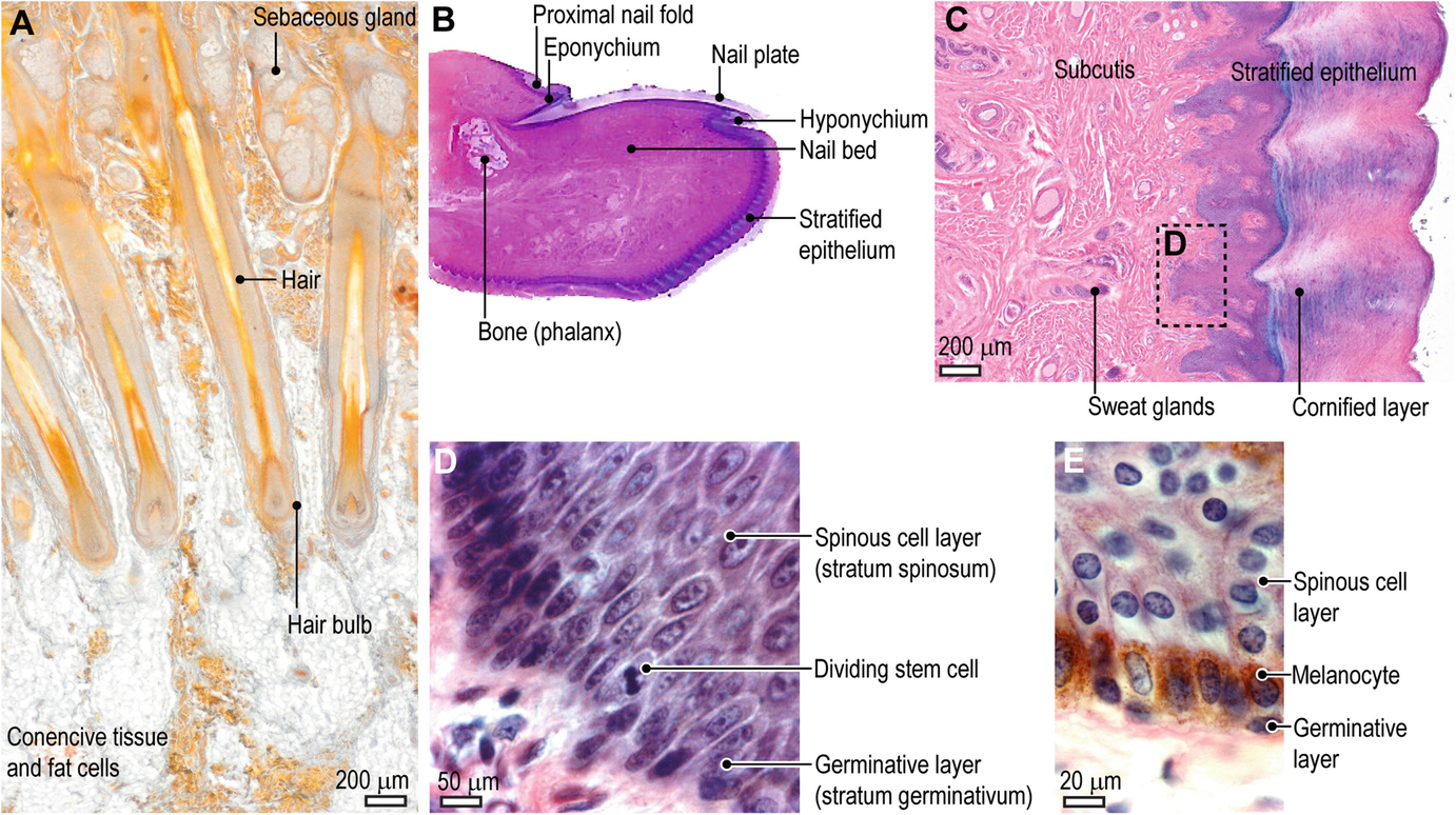 M2 Macrophages In The Integument And In The Musculoskeletal System Springerlink