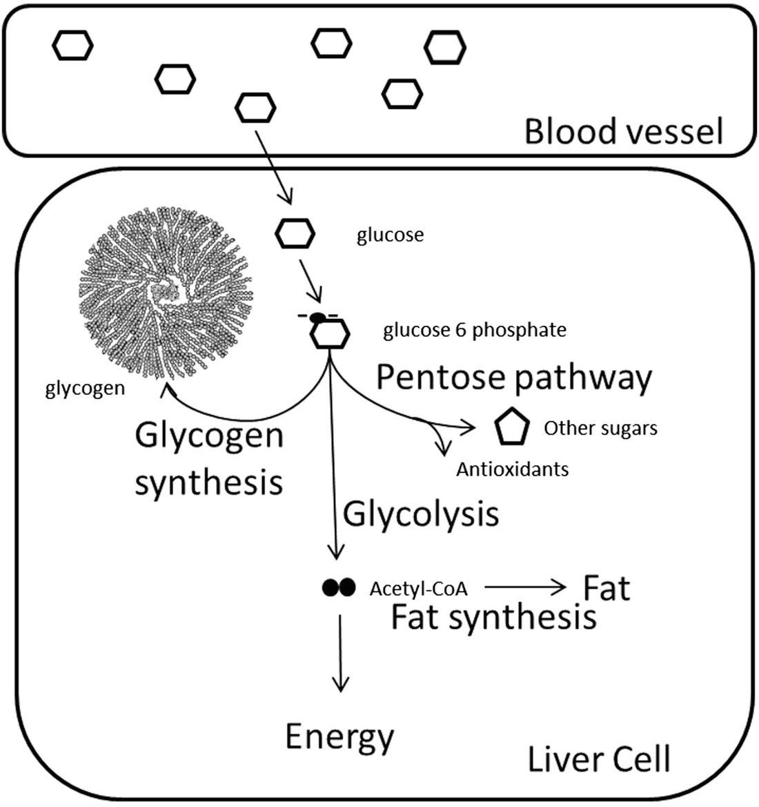 Carbohydrate Metabolism Springerlink