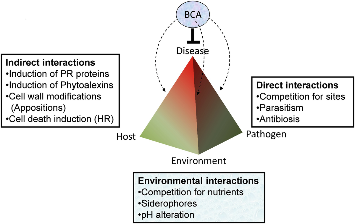 Fusaria Strains As Biocontrol Agents The Case Of Strain Fo47 And Verticillium Dahliae Springerlink Fusaria Strains As Biocontrol Agents The Case Of Strain Fo47 And Verticillium Dahliae Springerlink
