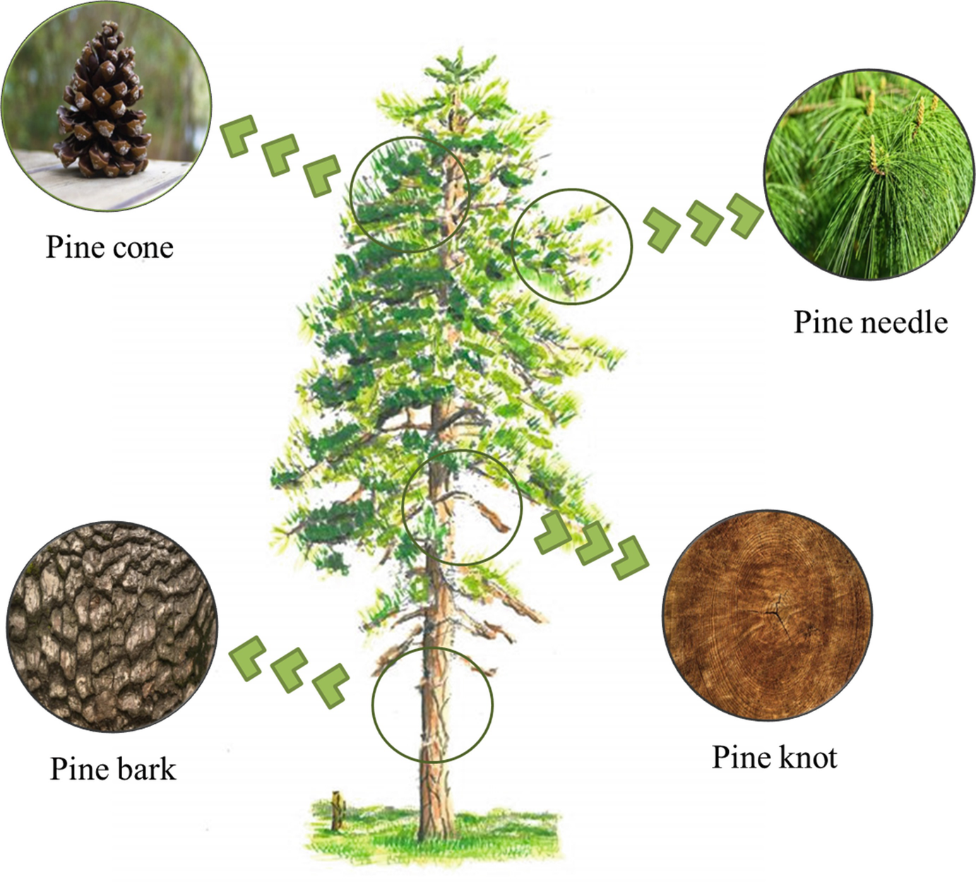 By Products From Pine A Prospective Tool For Pest Biocontrol Springerlink