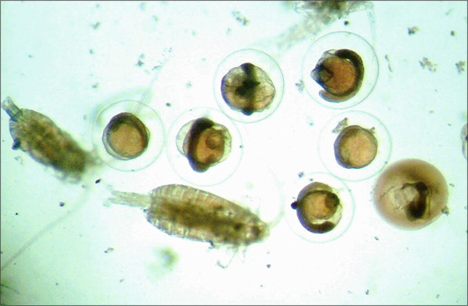 Preliminary Account Of The Ichthyoplankton Of The Marine Waters Of Iraq Northwest Arabian Gulf Springerlink