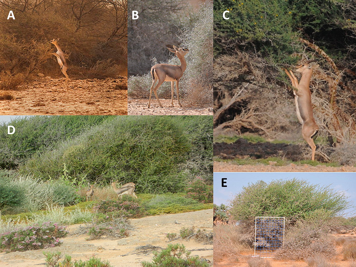Idmi And Other Mammalian Wildlife In The Farasan Islands Protected Area Springerlink