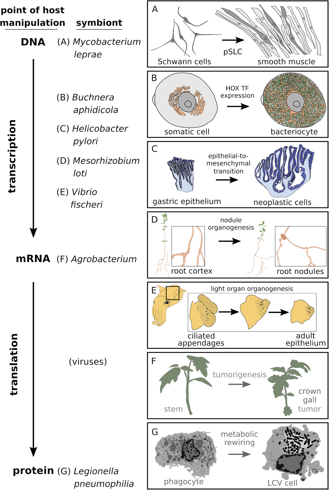 Trends In Symbiont Induced Host Cellular Differentiation Springerlink
