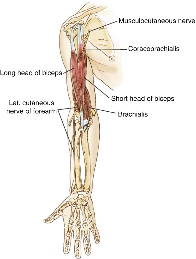 Biomechanics Of The Elbow Joint Springerlink