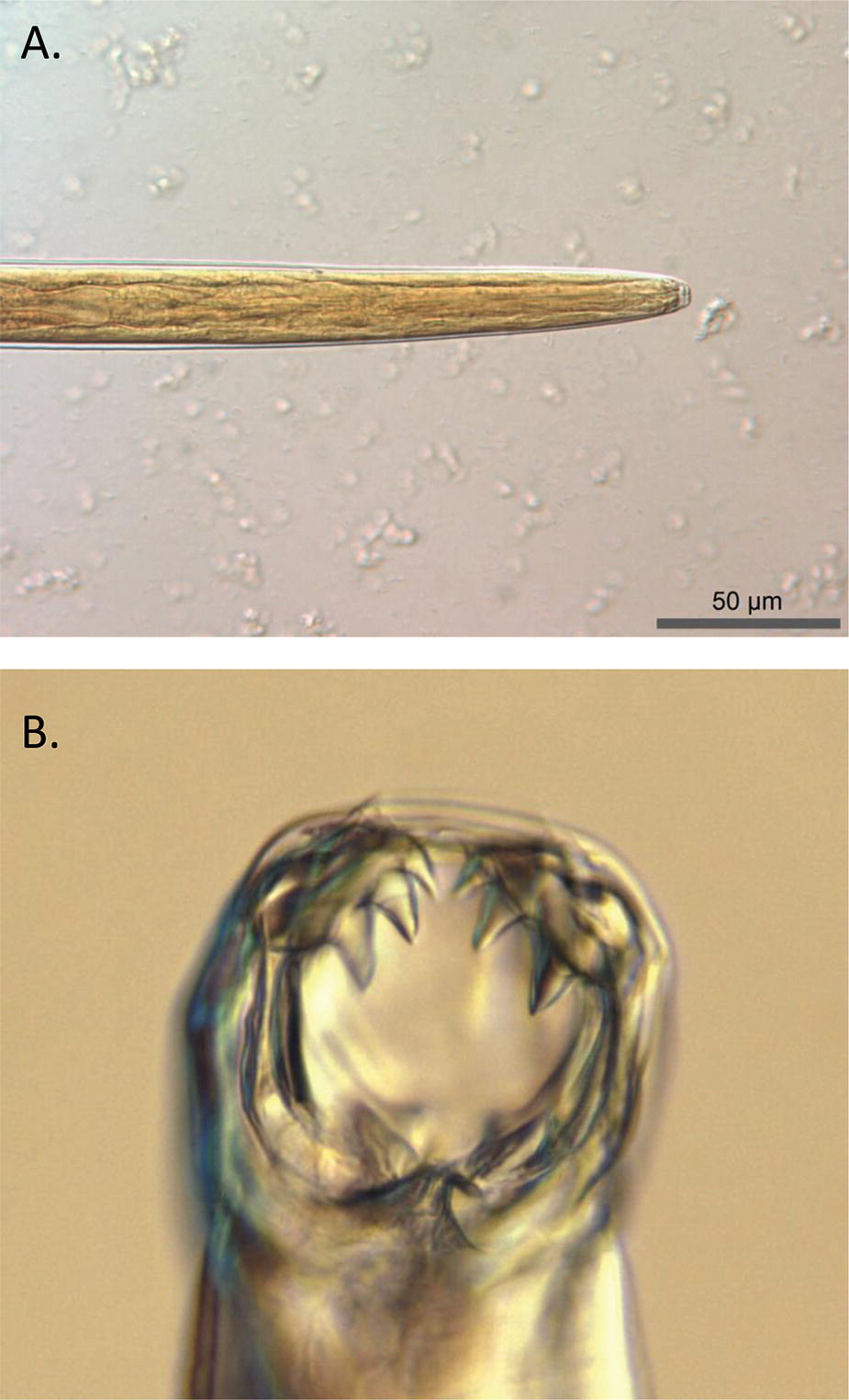 Ancylostoma Caninum And Other Canine Hookworms Springerlink Ancylostoma Caninum And Other Canine Hookworms Springerlink