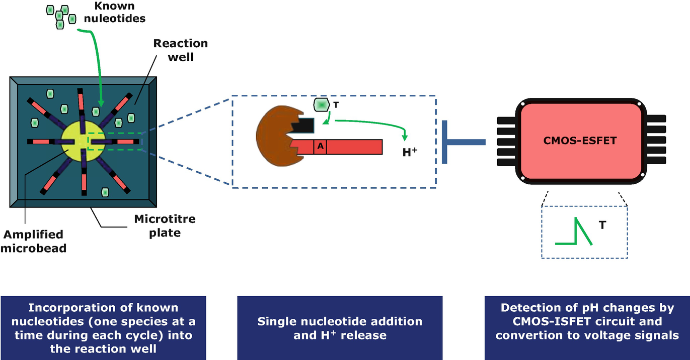 The Arrival Of Next Generation Sequencing An Overview Of Current Technologies Springerlink