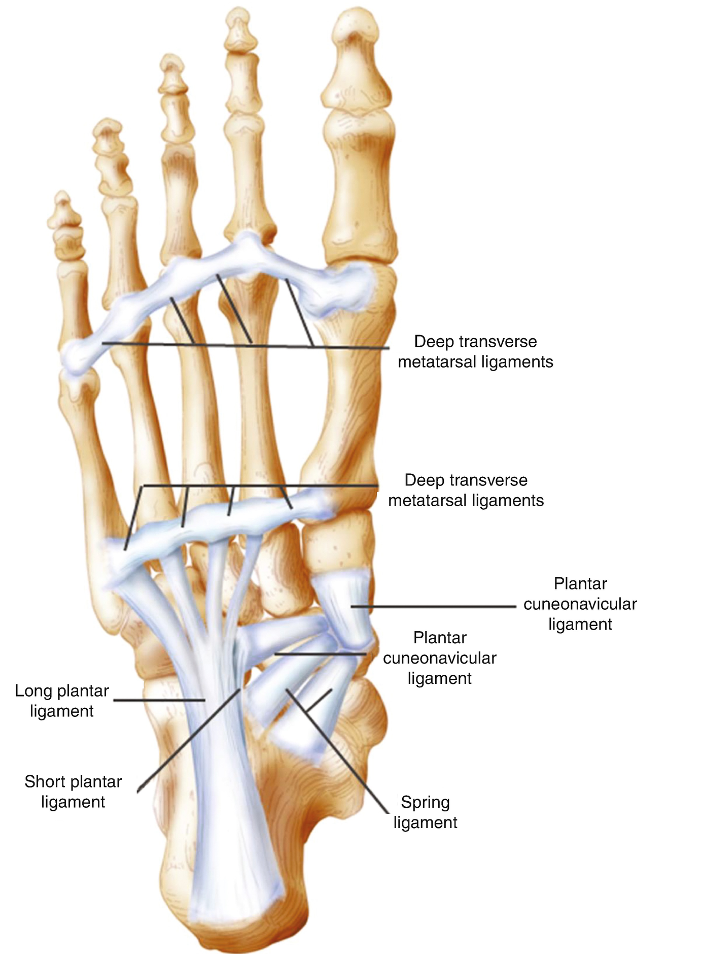 Motion Of The Foot Joints Muscles And Sensorimotor Control Springerlink
