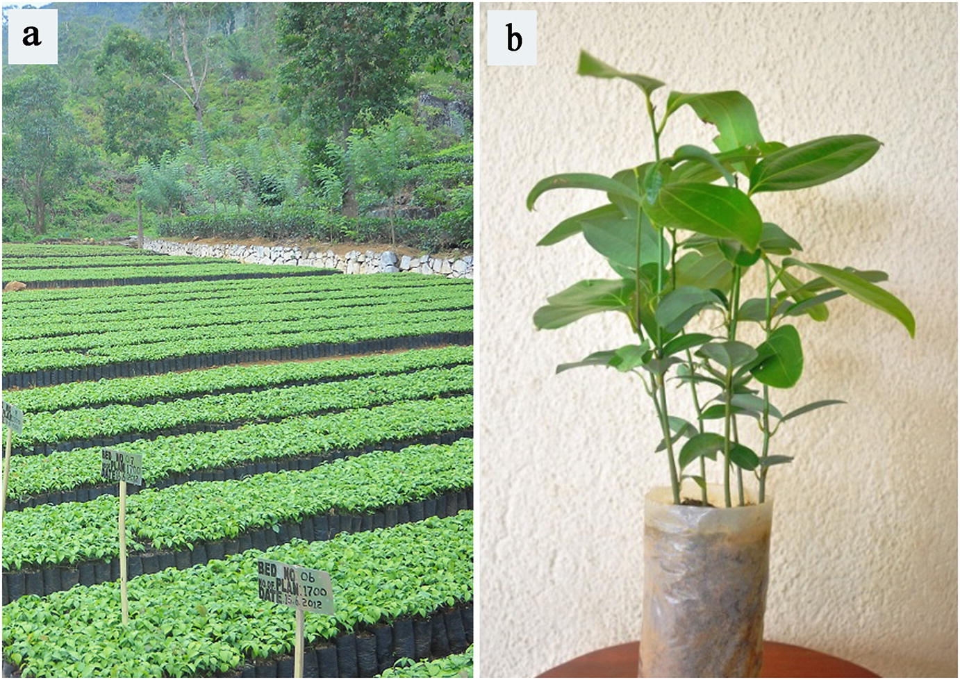 Ecology, Agronomy and Management of Cinnamon ( Cinnamomum zeylanicum Blume)  | SpringerLink