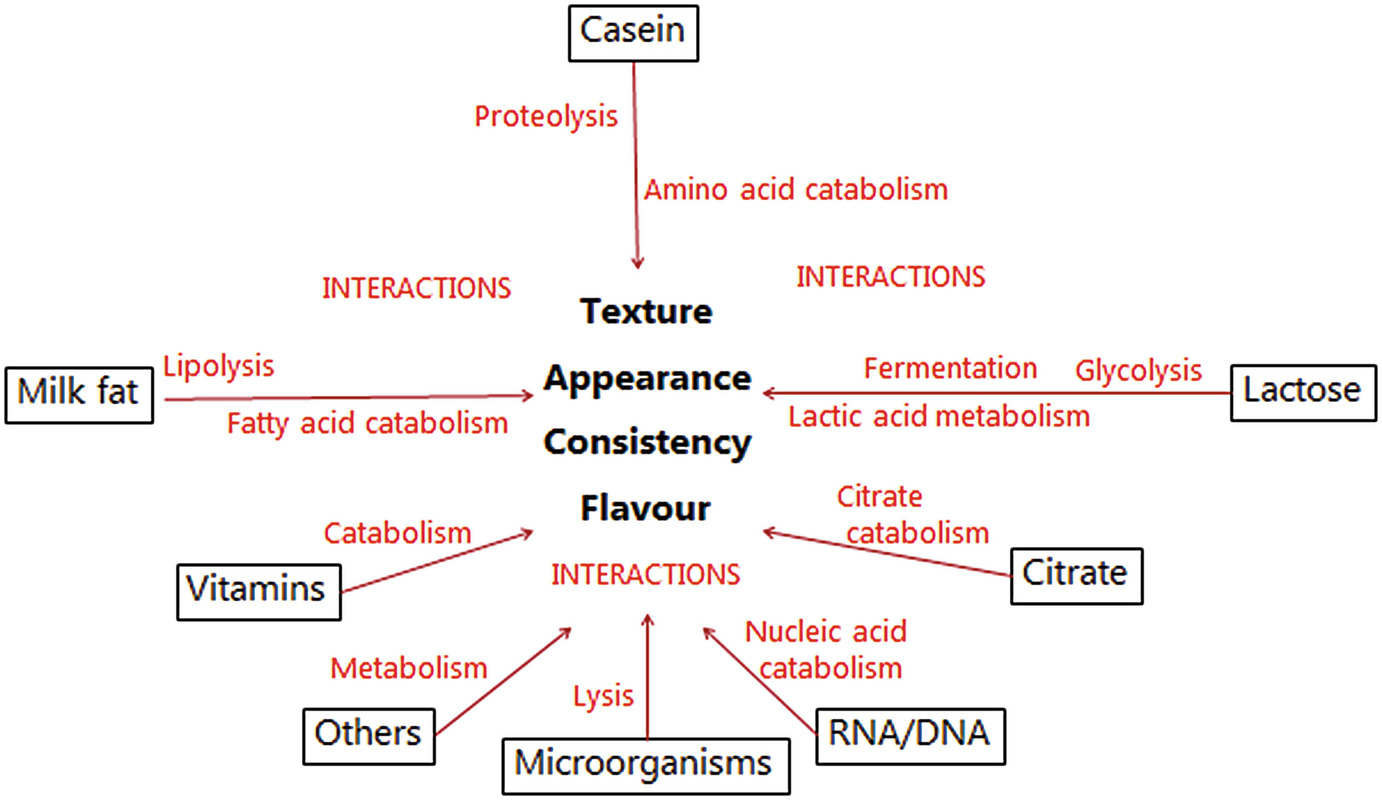 Enzymes In Cheese Ripening Springerlink