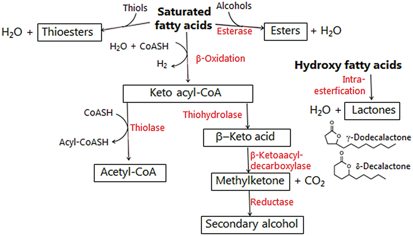 Enzymes In Cheese Ripening Springerlink