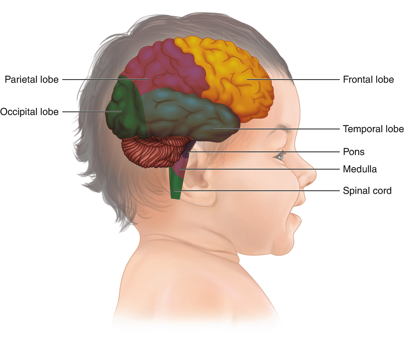 Fascial Space Infection