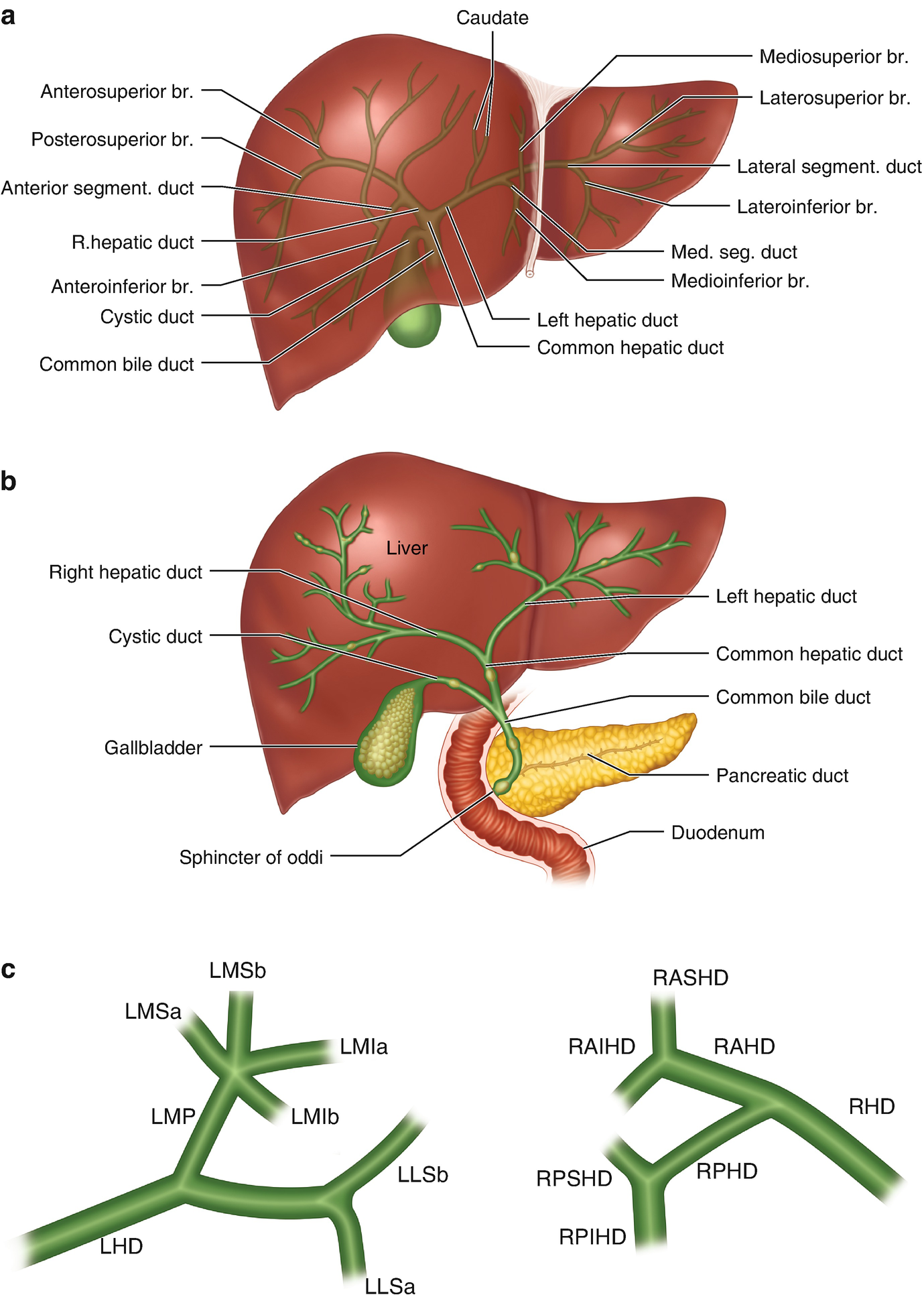 Surgical Anatomy Of The Hepatobiliary System Springerlink