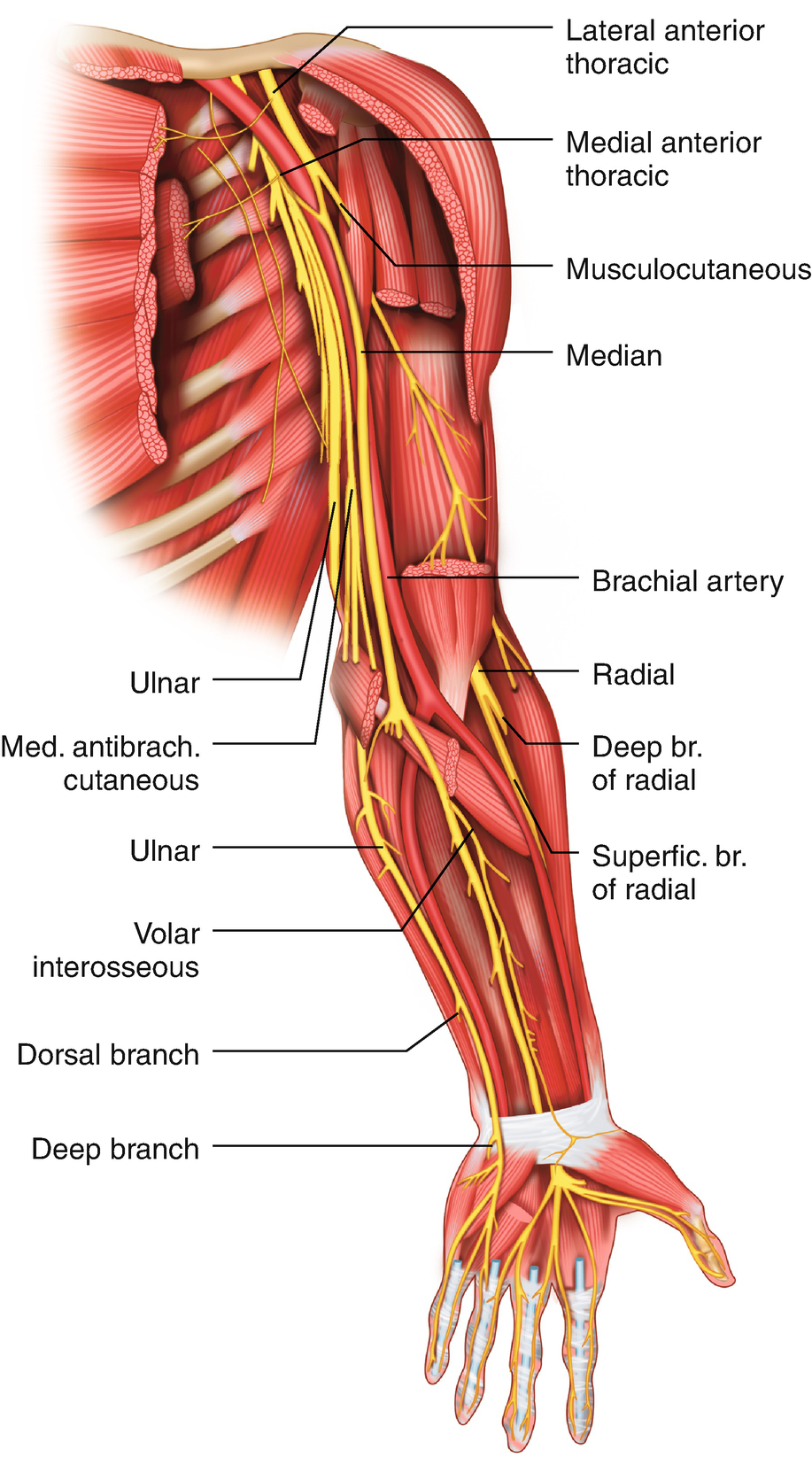 Upper And Lower Extremity Vascular Variations Springerlink