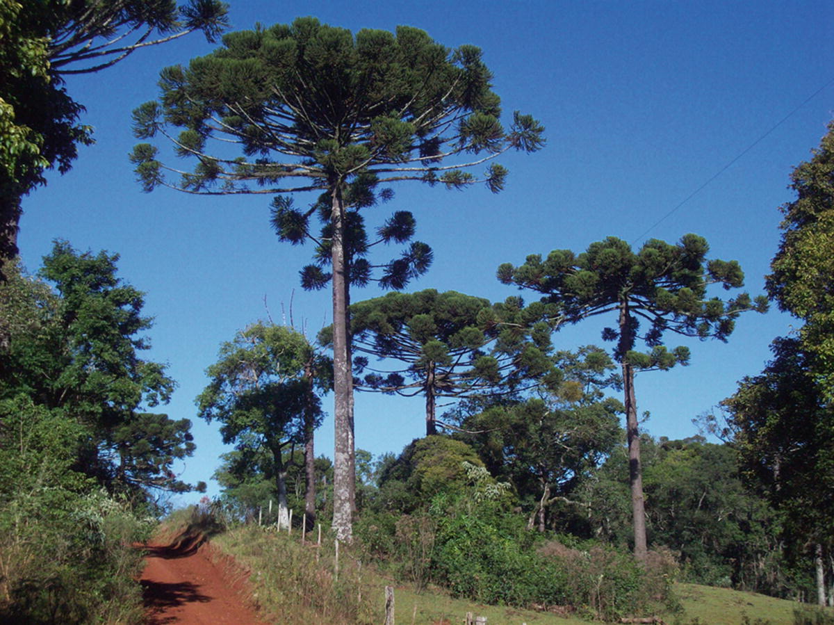 Parana Pine Araucaria Angustifolia The Most Planted Native Forest Tree Species In Argentina Springerlink Parana Pine Araucaria Angustifolia The Most Planted Native Forest Tree Species In Argentina Springerlink