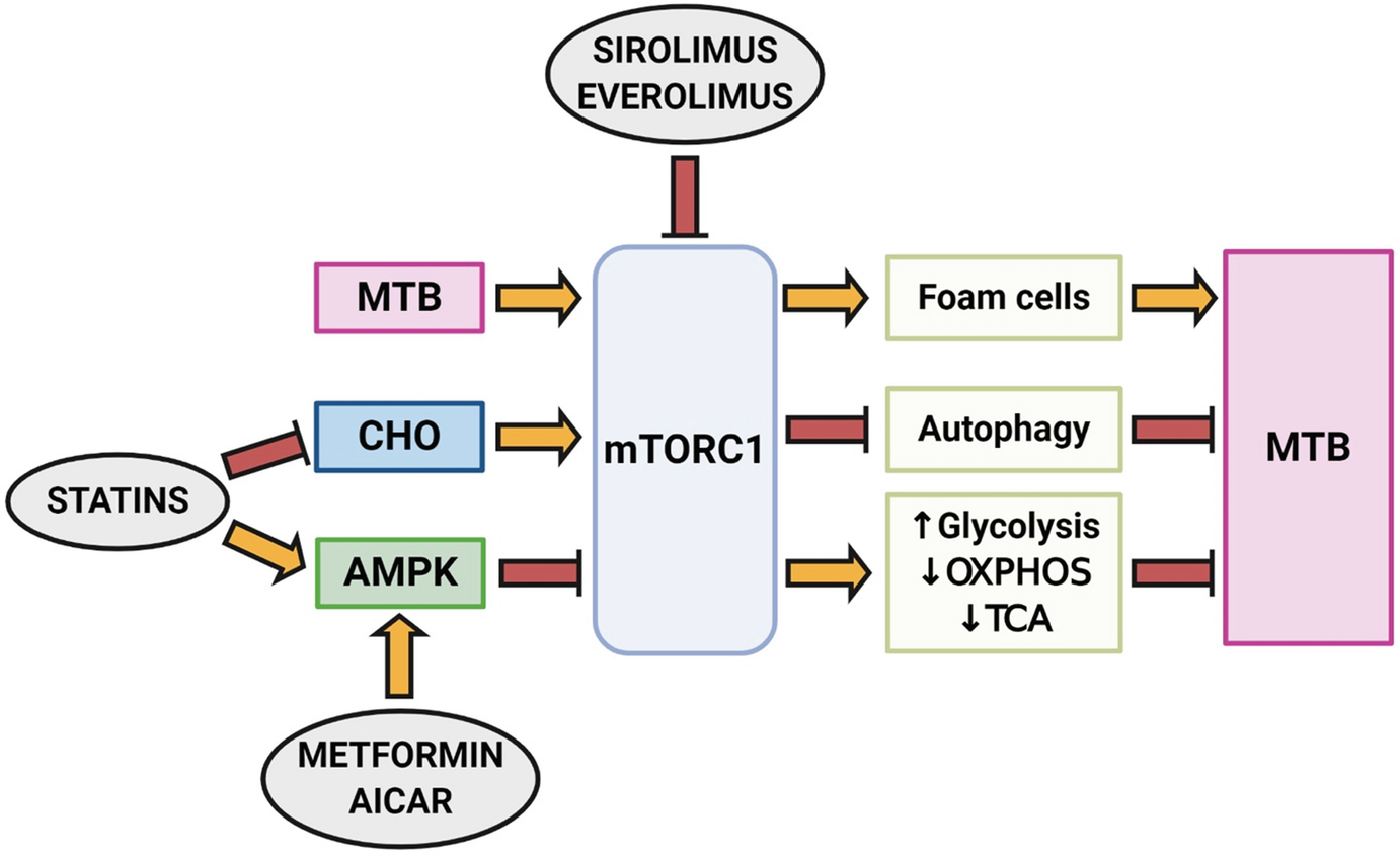 The Mammalian Target of Rapamycin Complex 1 (mTORC1): An Ally of M