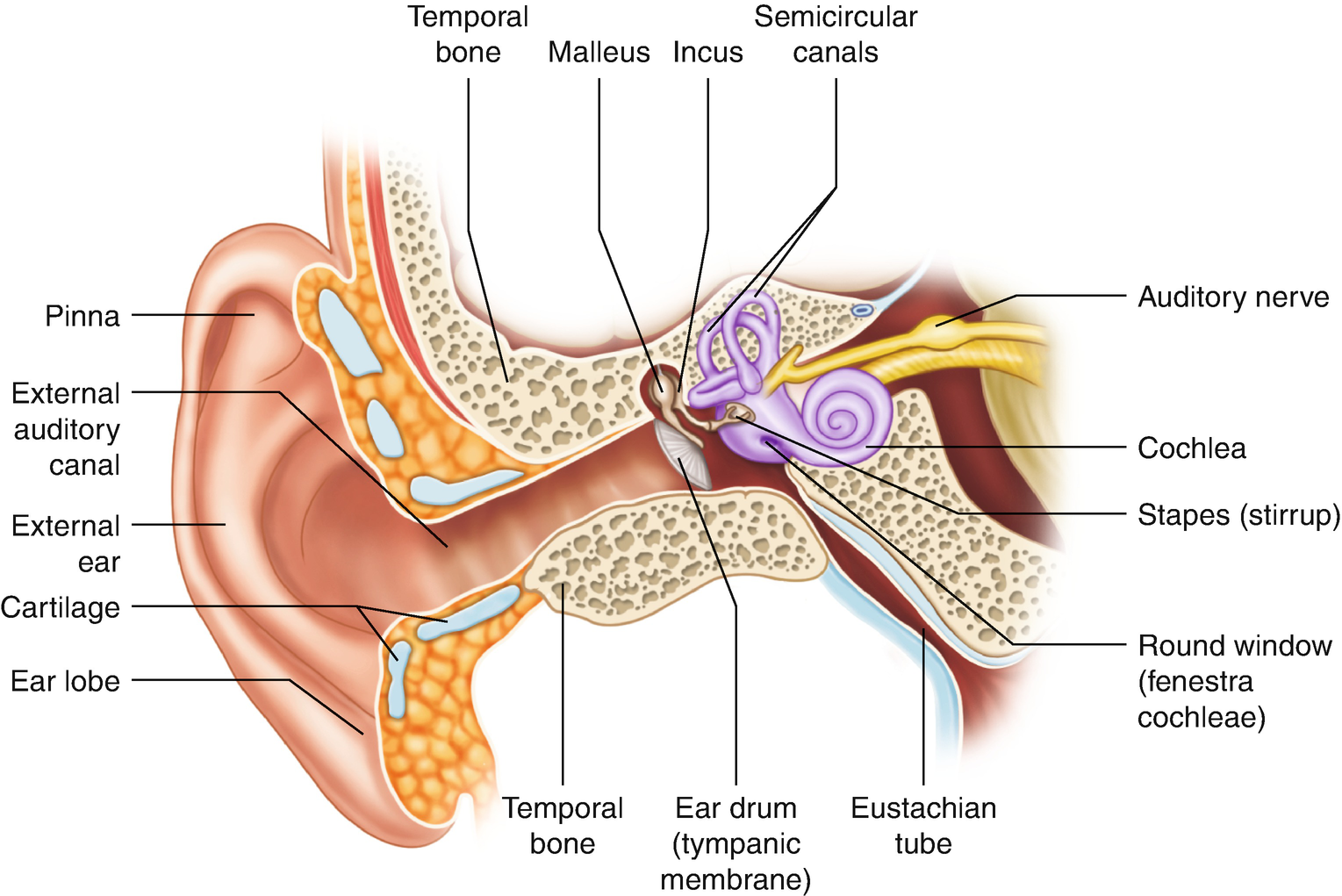 Anatomy Of The External Ear Springerlink