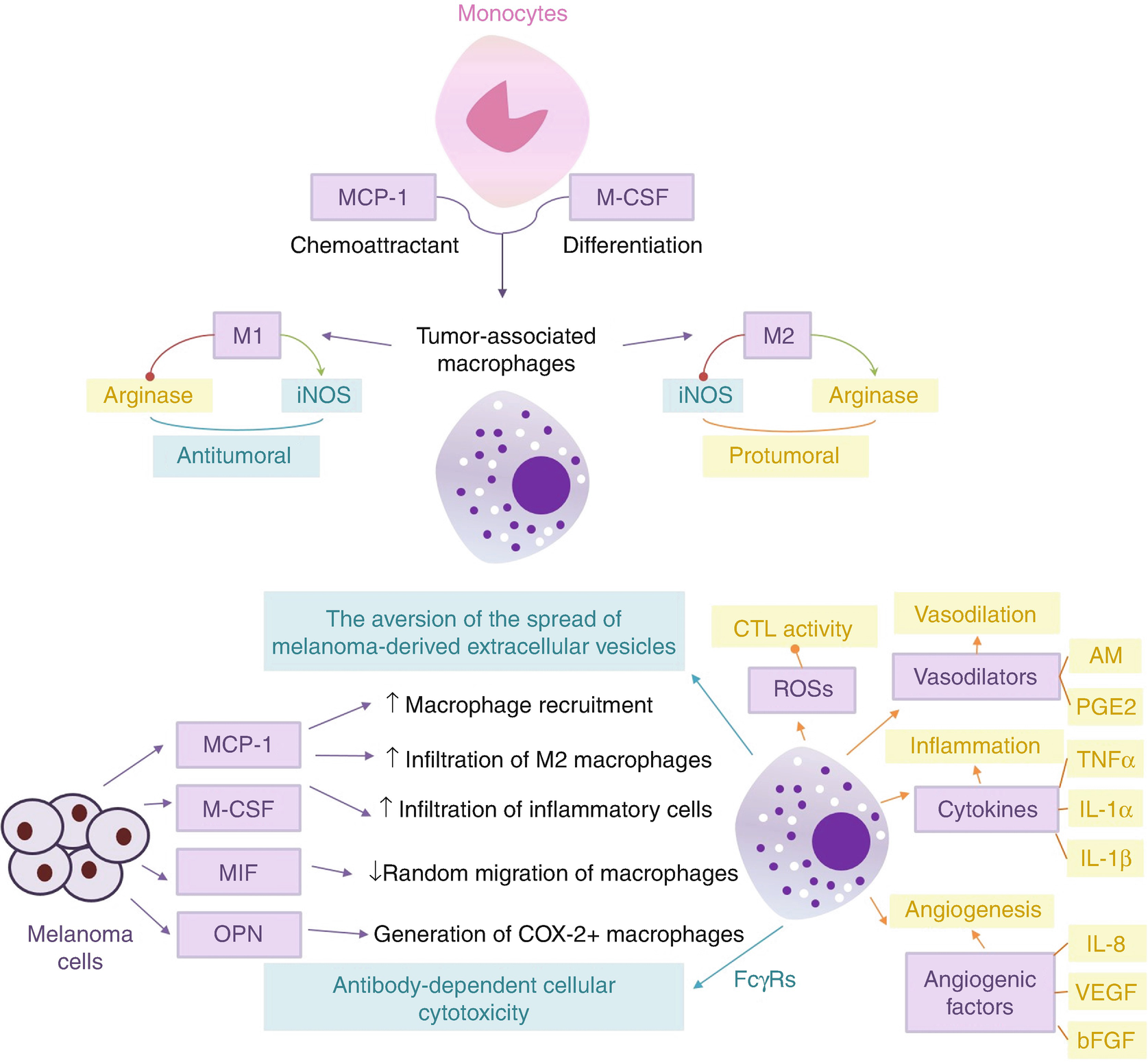 Immunopathology and Immunotherapy of Melanoma | SpringerLink