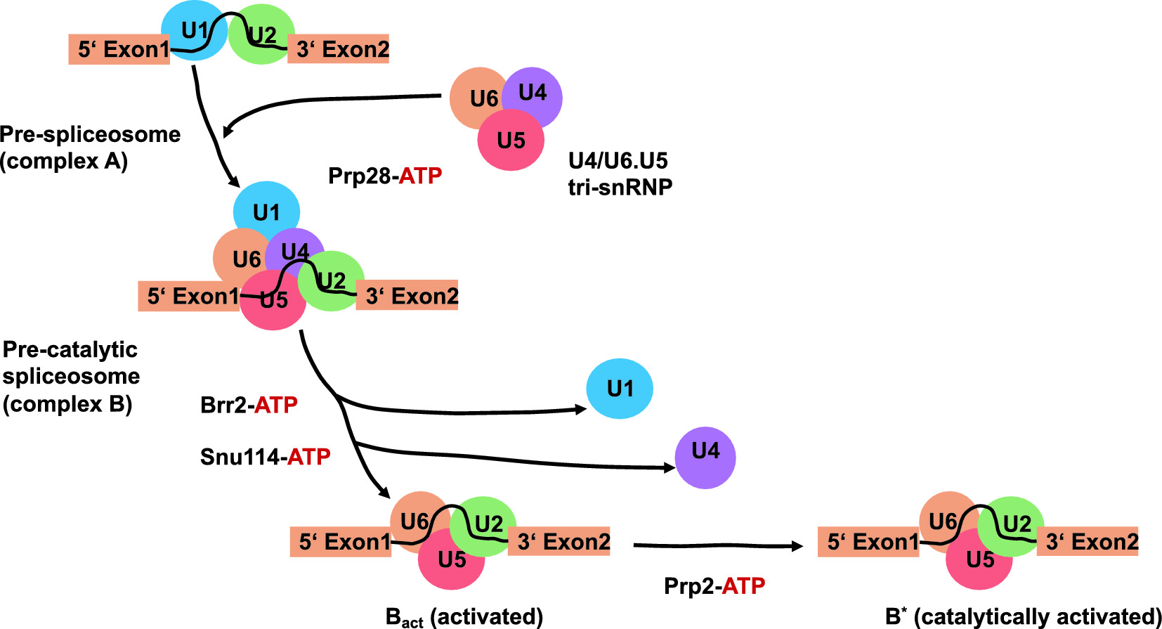 Splicing And Alternative Splicing And The Impact Of Mechanics Springerlink