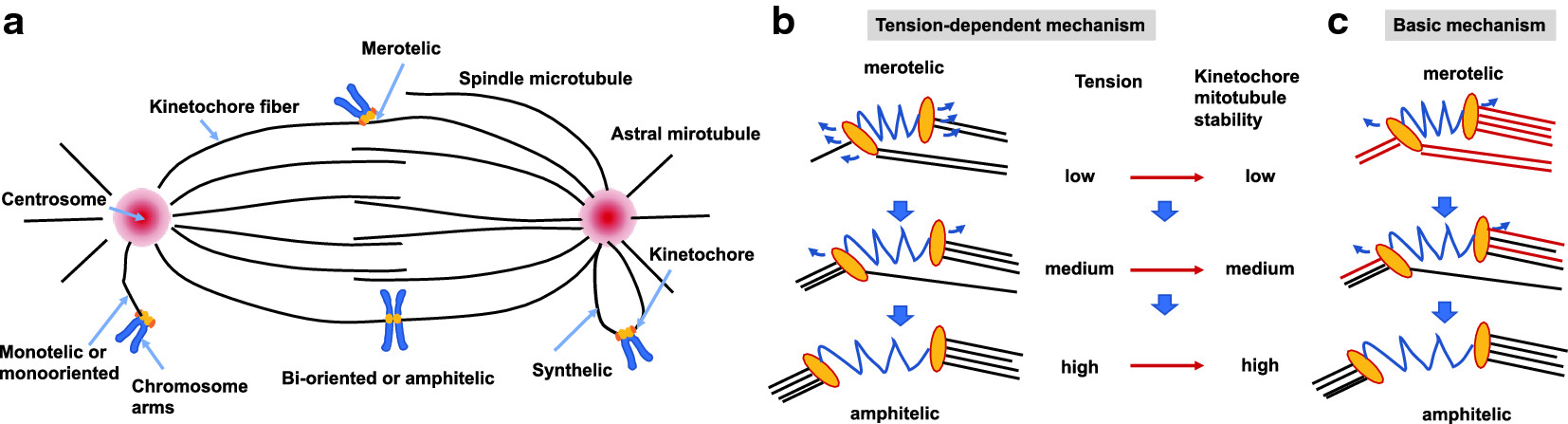 Cell Cycle Dna Replication Centrosomes Centrioles And Cell Division Springerlink Cell Cycle Dna Replication Centrosomes Centrioles And Cell Division Springerlink