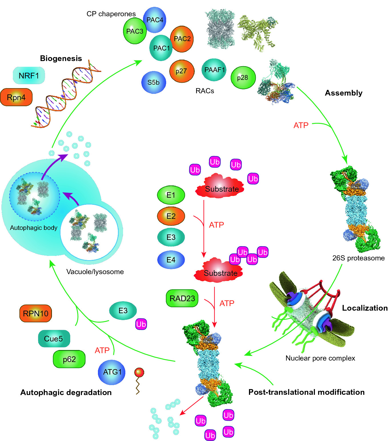 Structure Dynamics And Function Of The 26s Proteasome Springerlink Structure Dynamics And Function Of The 26s Proteasome Springerlink