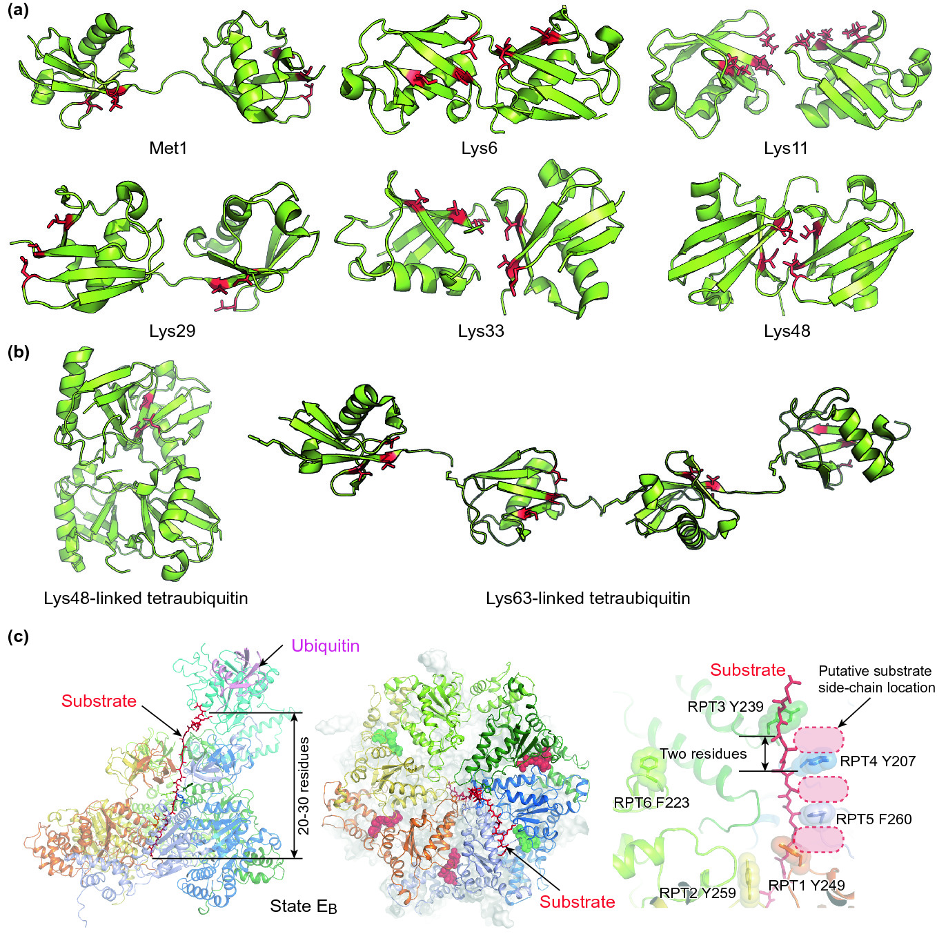 Structure Dynamics And Function Of The 26s Proteasome Springerlink Structure Dynamics And Function Of The 26s Proteasome Springerlink