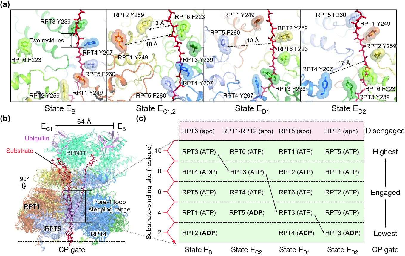 Structure Dynamics And Function Of The 26s Proteasome Springerlink