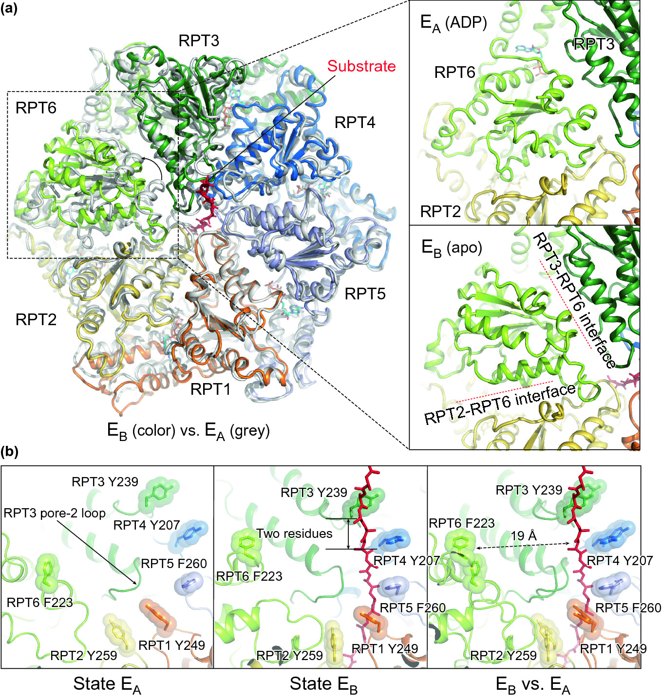 Structure Dynamics And Function Of The 26s Proteasome Springerlink