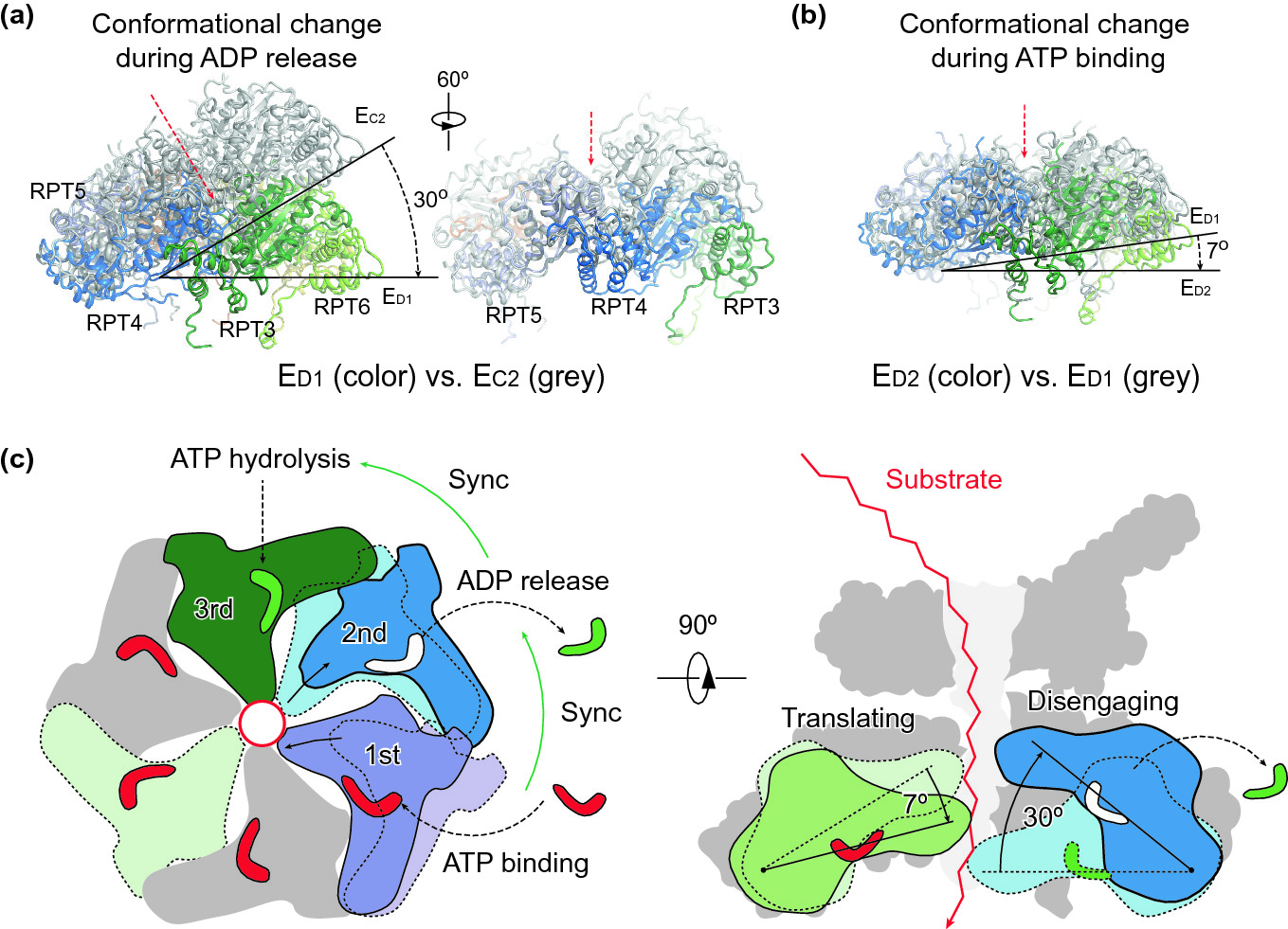 Structure, Dynamics and Function of the 26S Proteasome | SpringerLink