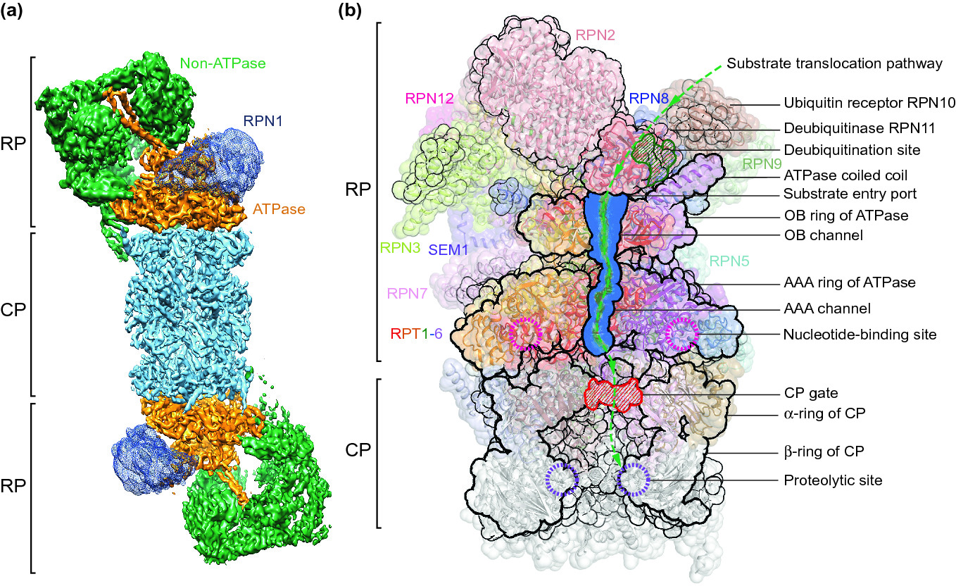 Structure Dynamics And Function Of The 26s Proteasome Springerlink Structure Dynamics And Function Of The 26s Proteasome Springerlink