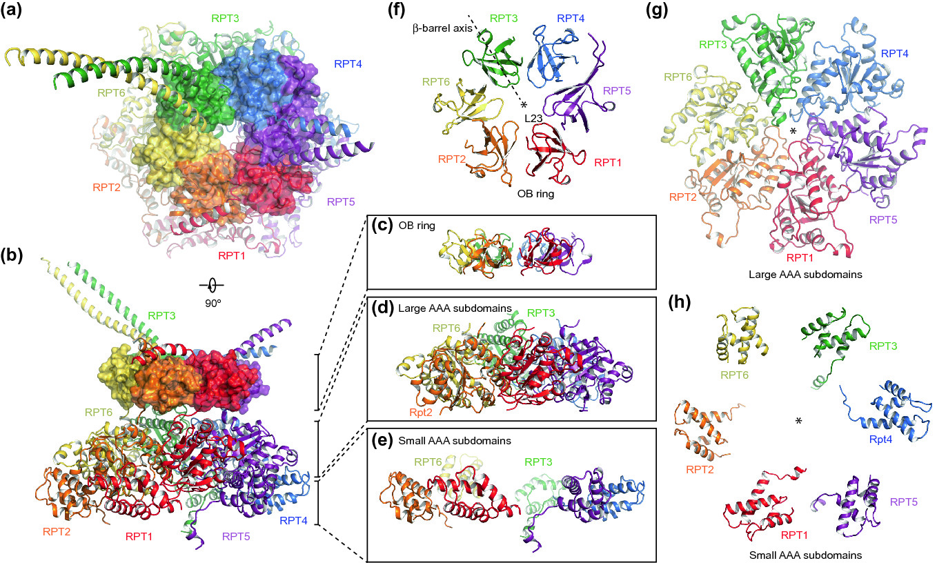 Structure, Dynamics and Function of the 26S Proteasome | SpringerLink
