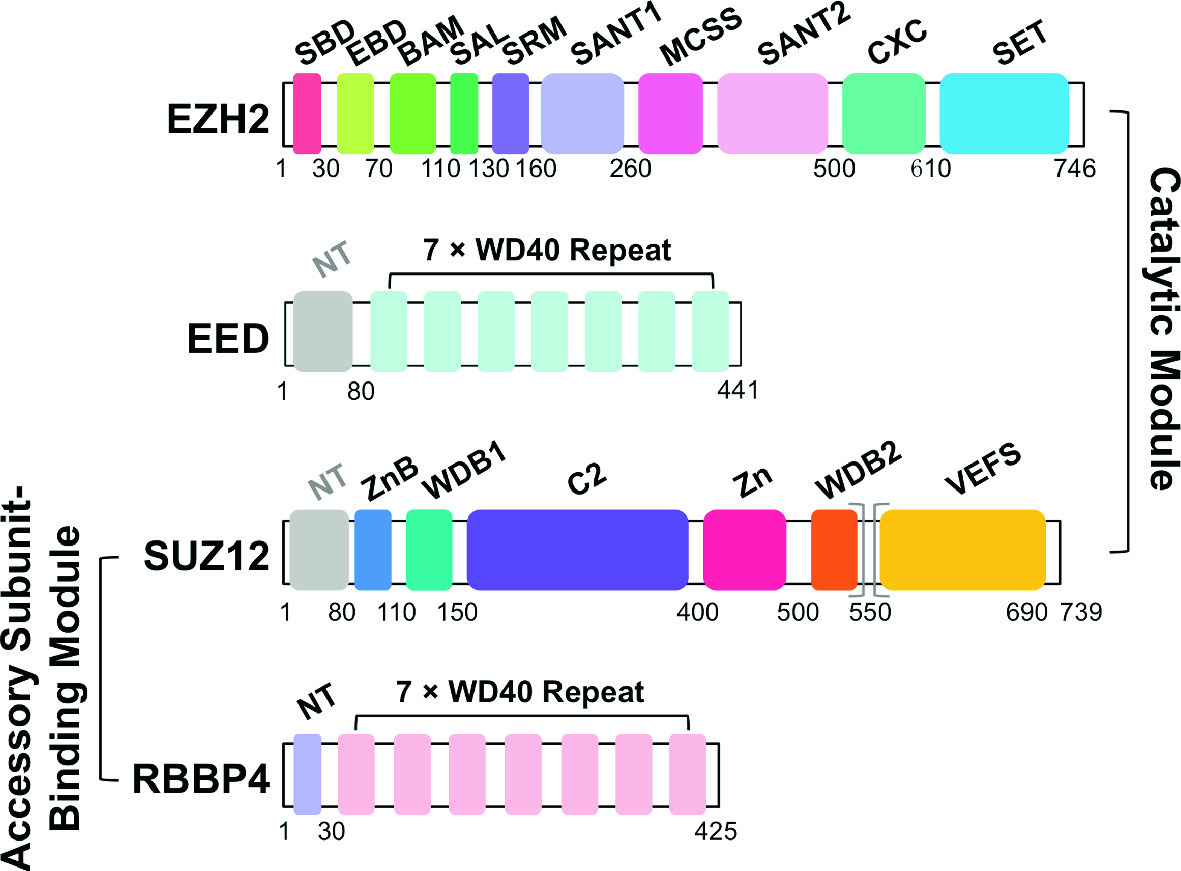 A Structural Perspective On Gene Repression By Polycomb Repressive Complex 2 Springerlink