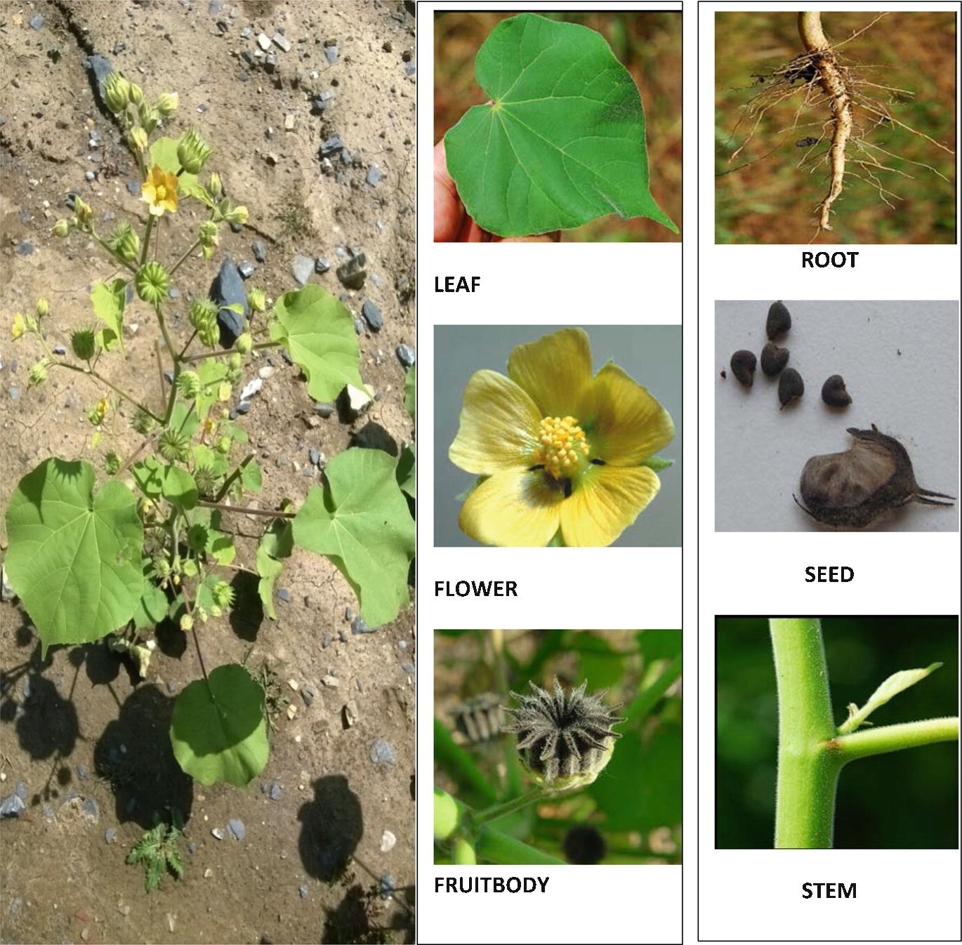 24++ House plant essentials garbutt information