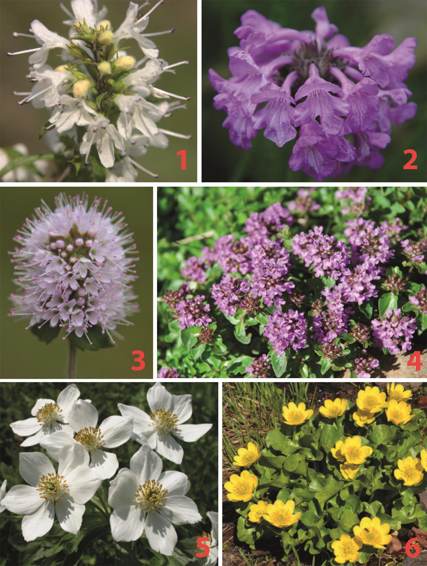Medicinal Plants Of Northeast Anatolia Springerlink