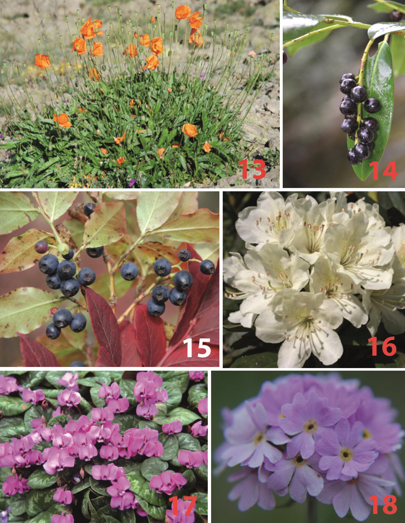 Medicinal Plants Of Northeast Anatolia Springerlink