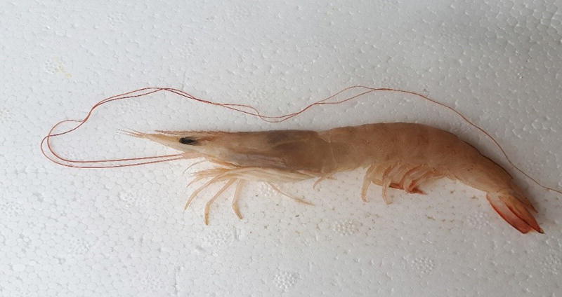 Crustacean Shellfish Springerlink Crustacean Shellfish Springerlink